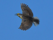 Eastern Meadowlark