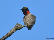 Ruby Throated Hummingbird 