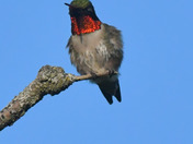 Ruby Throated Hummingbird 