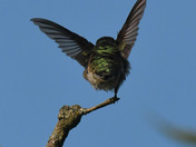 Ruby Throated Hummingbird 