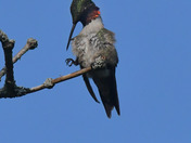 Ruby Throated Hummingbird 