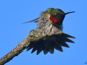 Ruby Throated Hummingbird 