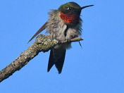 Ruby Throated Hummingbird 