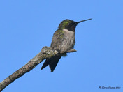 Ruby Throated Hummingbird 