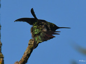 Ruby Throated Hummingbird 