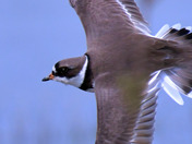 Semi Palmated Plover 