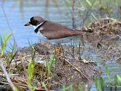 Semi Palmated Plover 