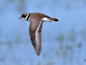 Semi Palmated Plover 