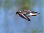 Semi Palmated Plover 