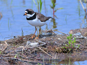 Semi Palmated Plover 