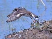 Semi Palmated Plover 