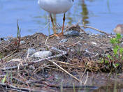 Semi Palmated Plover 