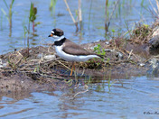 Semi Palmated Plover 