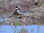 Semi Palmated Plover 