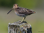 Wilson's Snipe