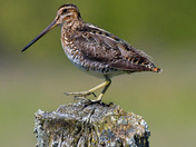 Wilson's Snipe
