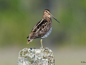 Wilson's Snipe