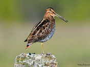 Wilson's Snipe