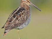 Wilson's Snipe