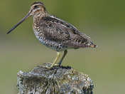 Wilson's Snipe