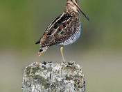 Wilson's Snipe