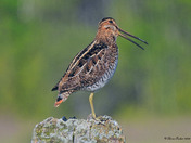 Wilson's Snipe