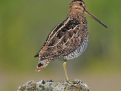 Wilson's Snipe