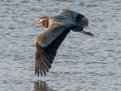 Heron into the sun