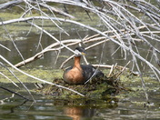 On the nest