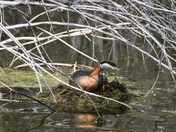 Grebe on nest