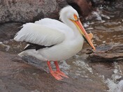 Pelican Paradise