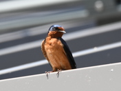 Barn Swallow