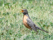 Female Robin