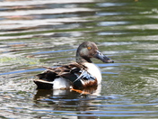 Northern Shoveler male