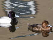 Pair of Lesser Scaup