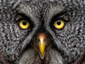 Great Grey Owl