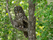 Great Grey Owl