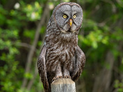 Great Grey Owl