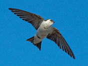 Agile Tree Swallow