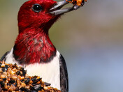 Red-Headed Woodpecker