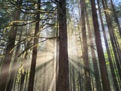 Mystic view of sunrays in a lush forest