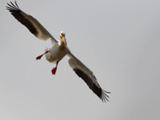 Coming in on a Wing and a Prayer