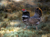Spruce Grouse