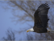 Bald Eagle Lift Off
