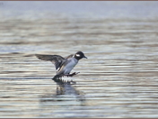 Landing