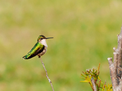 resting hummingbird
