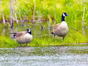 Canada Goose Couple