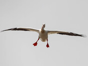 The Flight