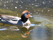 Male Greenwing Teal