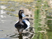 Curious Lesser Scaup